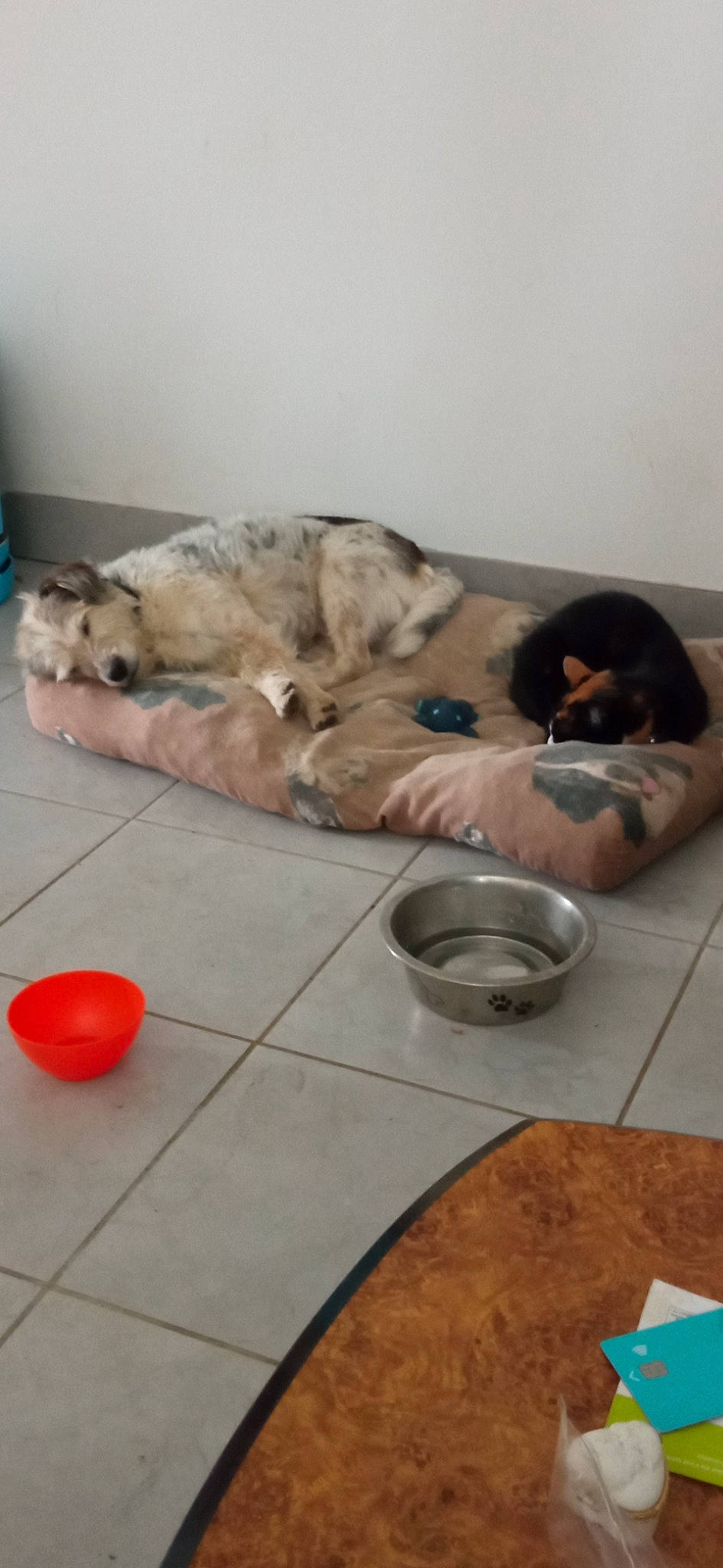 Hime participe au concours pour gagner de l'argent avec cette photo : carmine, carnivore, comfort, companion_dog, concrete, dog, dog_breed, dog_supply, fawn, floor, flooring, fur, hardwood, room, sporting_group, tile, wood