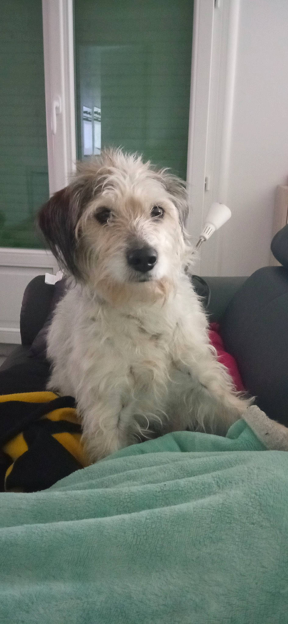 Hime a rejoint le concours — aidez-le/la à gagner de superbes lots ! briquet_griffon_vendeen, carnivore, chair, cockapoo, comfort, companion_dog, dog, dog_breed, fur, labradoodle, maltepoo, poodle_crossbreed, shih_poo, small_terrier, snout, sporting_group, terrier, toy_dog, water_dog, working_animal