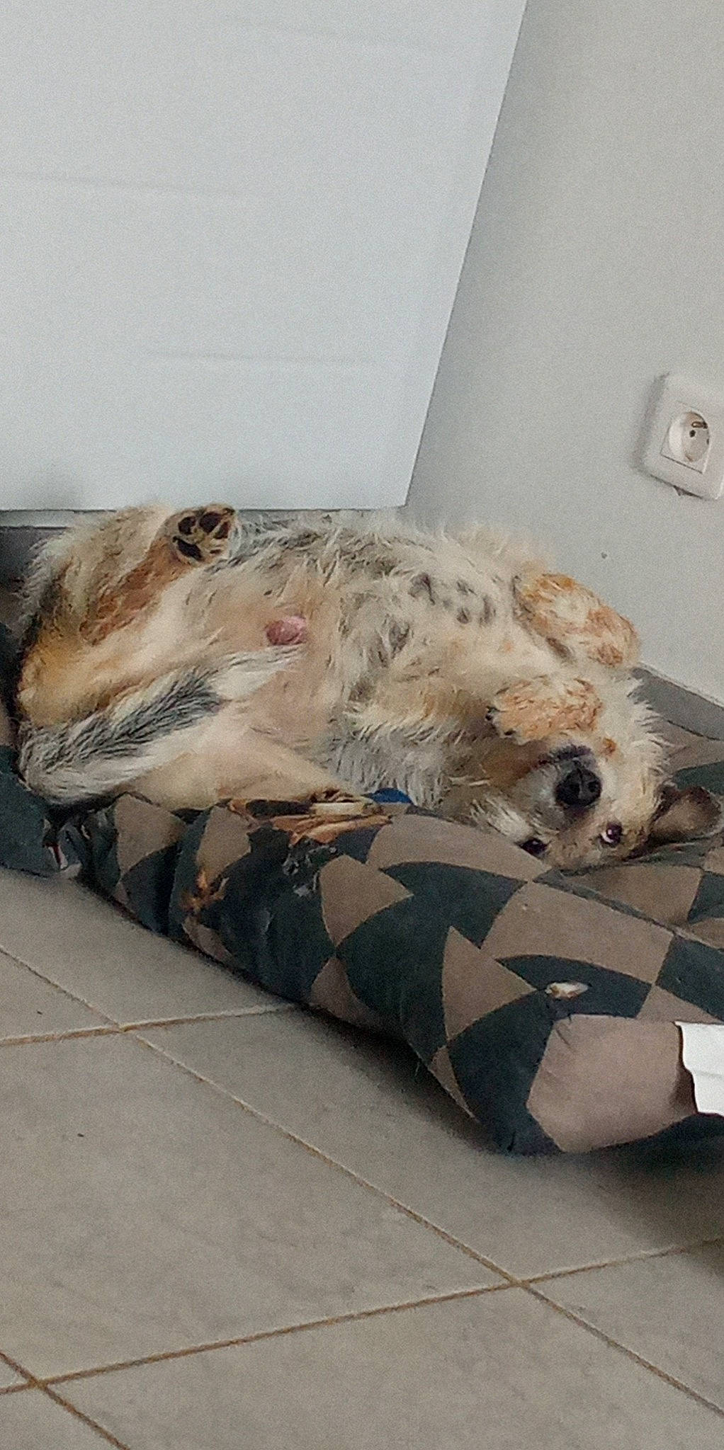 Hime a rejoint le concours — aidez-le/la à gagner de superbes lots ! bedding, canidae, carnivore, comfort, companion_dog, couch, dog, dog_breed, fawn, felidae, flooring, fur, linens, room, snout, sofa_bed, sporting_group, studio_couch, terrestrial_animal, wall_plate