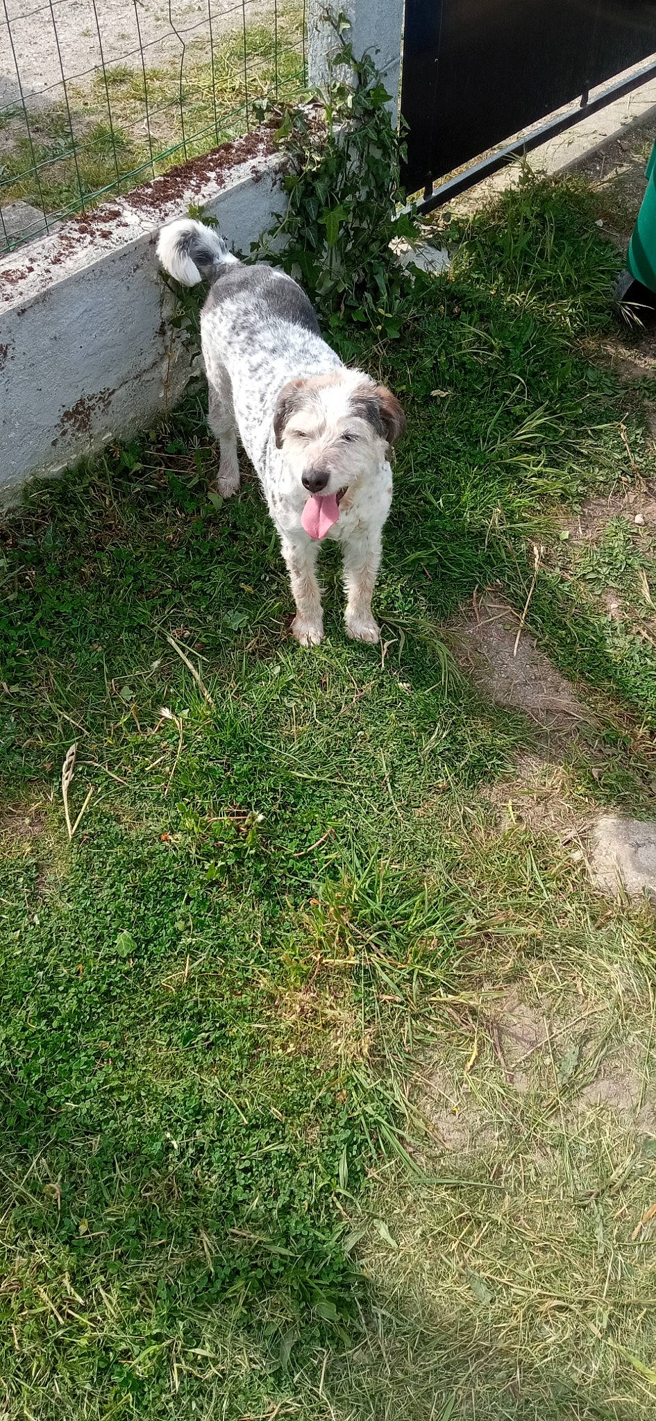 Hime participe au concours pour gagner de l'argent avec cette photo : art, canidae, carnivore, companion_dog, dog, dog_breed, garden, grass, groundcover, lawn, non_sporting_group, plant, shrub, soil, sporting_group, tail, terrier, toy_dog, working_animal, yard