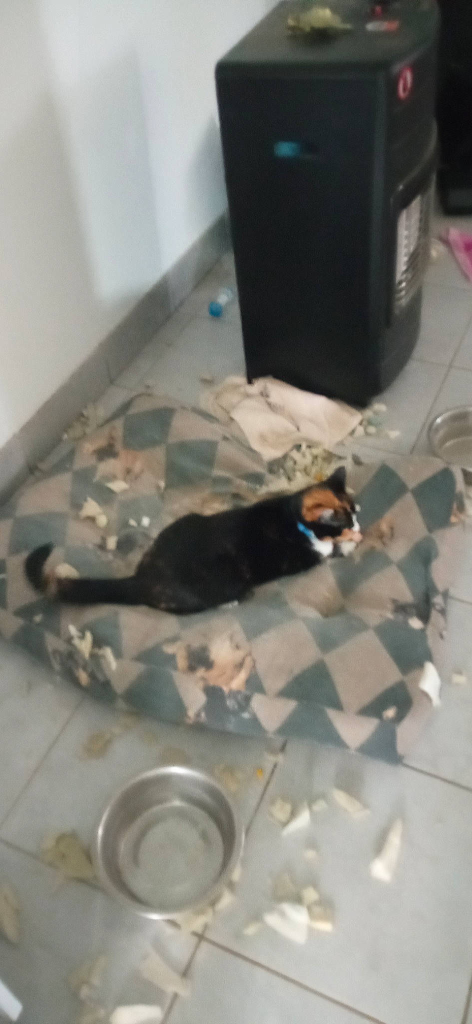 Schtroumpfette participe au concours pour gagner de l'argent avec cette photo : audio_equipment, carnivore, cat, eyewear, felidae, floor, flooring, gas, hardwood, room, shadow, small_to_medium_sized_cats, tail, whiskers, wood