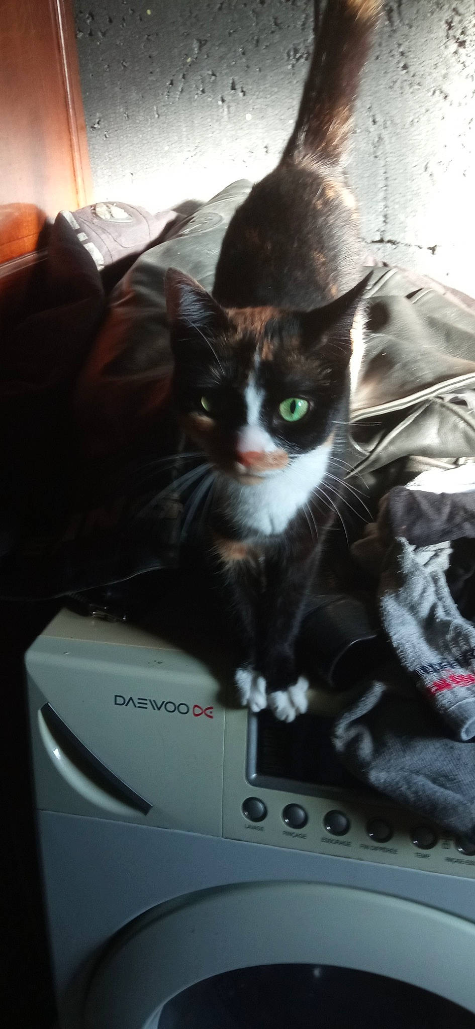 Schtroumpfette participe au concours pour gagner de l'argent avec cette photo : automotive_exterior, box, cardboard, carnivore, carton, cat, comfort, domestic_short_haired_cat, felidae, fur, hat, home_appliance, output_device, packaging_and_labeling, photocopier, shipping_box, sitting, small_to_medium_sized_cats, tail, whiskers