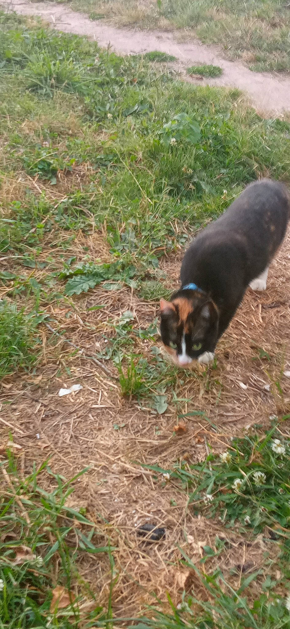 Schtroumpfette participe au concours pour gagner de l'argent avec cette photo : carnivore, cat, companion_dog, dog_breed, domestic_short_haired_cat, felidae, fur, grass, groundcover, plant, small_to_medium_sized_cats, soil, tail, terrestrial_animal, whiskers, wildlife