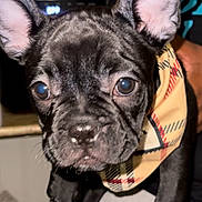 Legacy joined the competition — help win amazing prizes! dog, puppy, french_bulldog, close_up, bandana, black_fur, pet, ears, face, eyes, cute, adorable, animal, domestic_animal, canine, portrait, indoor, person_holding, fashion_accessory, young