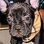 dog, puppy, french_bulldog, close_up, bandana, black_fur, pet, ears, face, eyes, cute, adorable, animal, domestic_animal, canine, portrait, indoor, person_holding, fashion_accessory, young