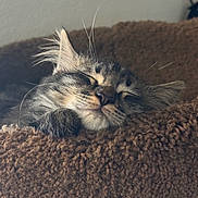 Muffin is registered to the contest to win money with this photo: animal, brown_bed, closeup, cozy, cute, domestic_cat, feline, fluffy, indoor, kitten, nap, paw, peaceful, pet, relaxed, resting, sleeping, soft_texture, tabby, whiskers