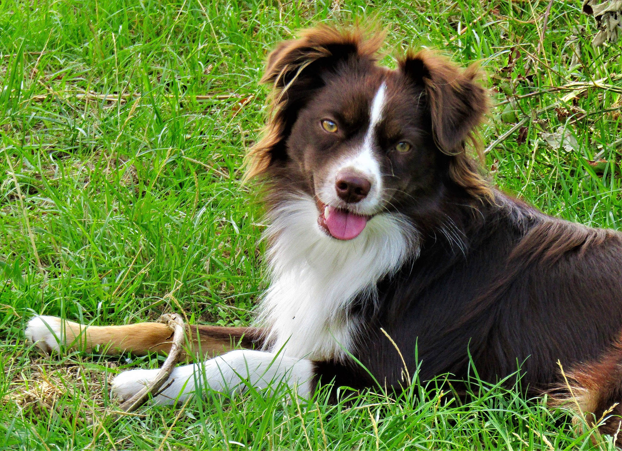 Stanley participe au concours pour gagner de l'argent avec cette photo : australian_collie, australian_shepherd, border_collie, canidae, carnivore, collie, companion_dog, dog, dog_breed, grass, groundcover, herding_dog, miniature_australian_shepherd, plant, scotch_collie, snout, sporting_group, terrestrial_animal, whiskers, working_dog