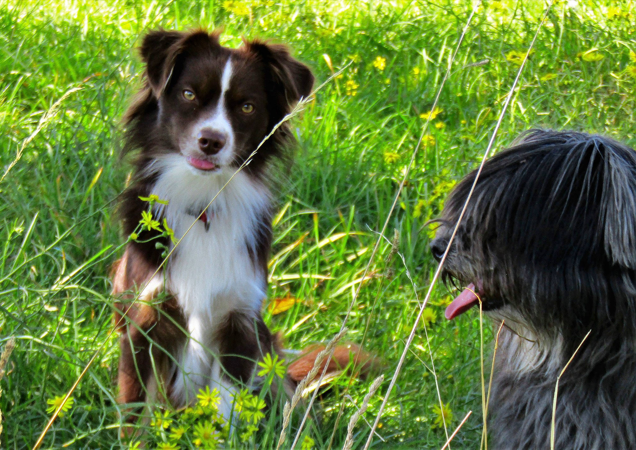 Stanley a rejoint le concours — aidez-le/la à gagner de superbes lots ! border_collie, canidae, carnivore, companion_dog, dog, dog_breed, fang, fur, grass, grass_family, grassland, happy, herbaceous_plant, herding_dog, plant, puppy, sporting_group, tree, working_animal, working_dog