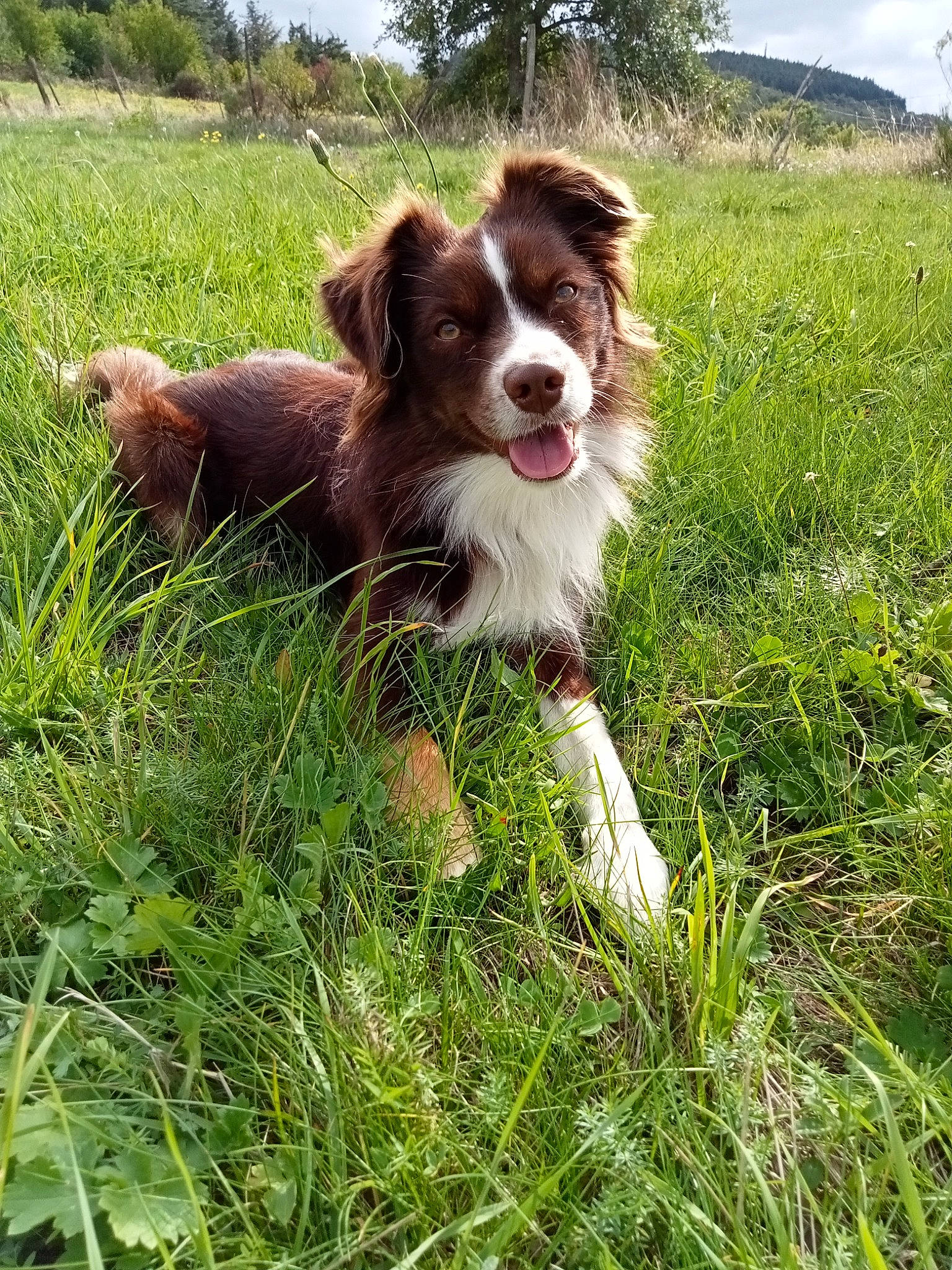 Stanley participe au concours pour gagner de l'argent avec cette photo : australian_shepherd, border_collie, brittany, canidae, carnivore, companion_dog, dog, dog_breed, fur, grass, grass_family, grassland, gun_dog, herding_dog, liver, plant, sky, sporting_group, tree, water_dog