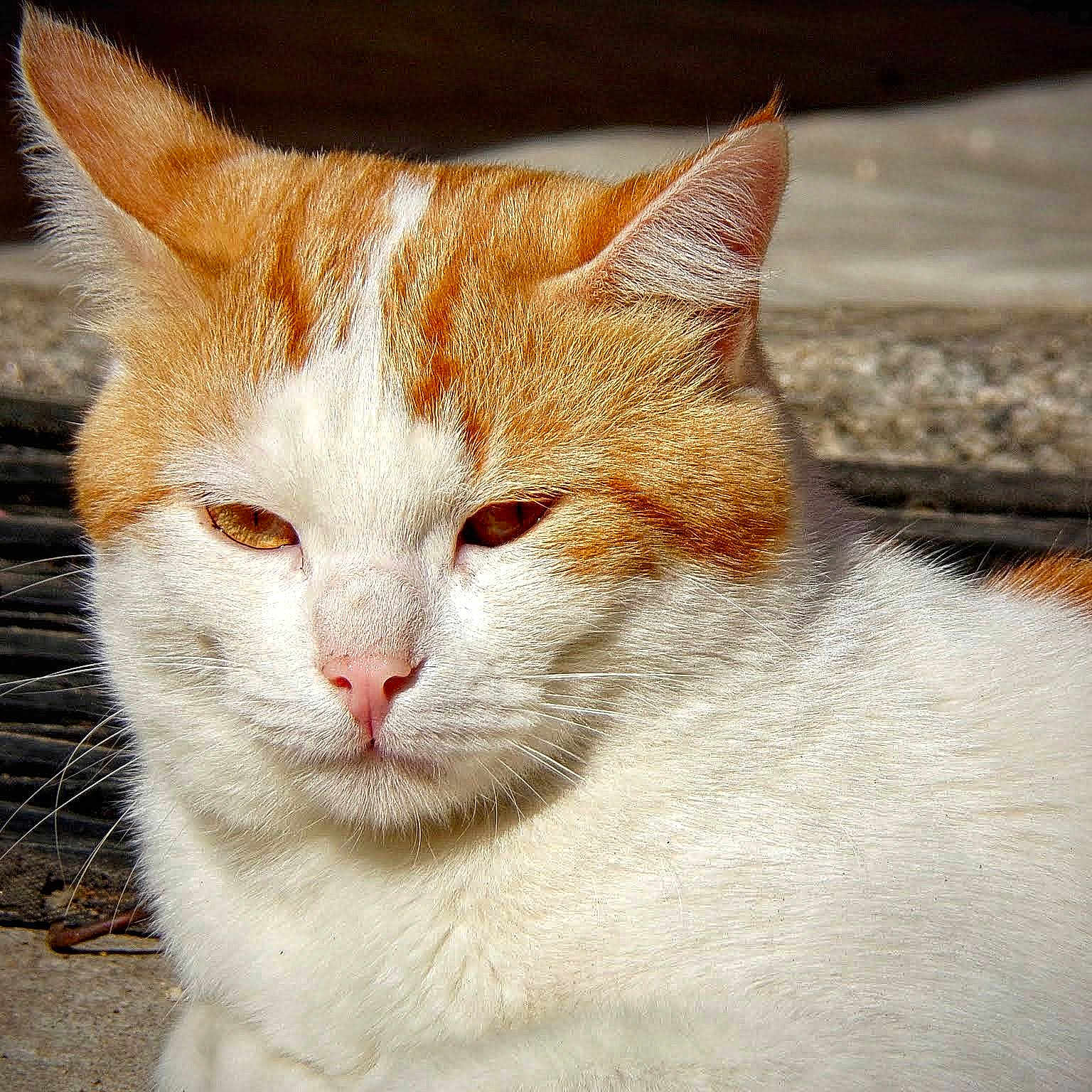 Whisky