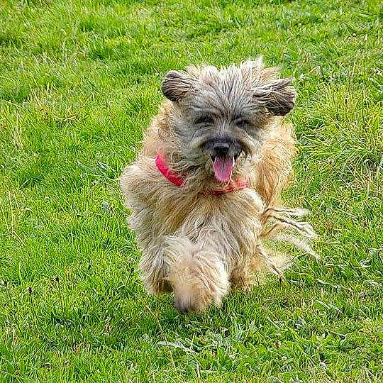 Balerou du champ d'o participe au concours pour gagner de l'argent avec cette photo :