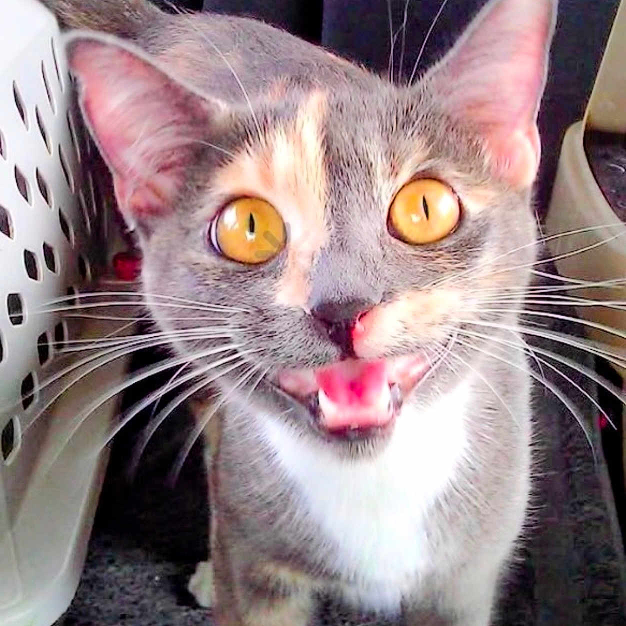 Rose E. Toes is registered to the contest to win money with this photo: car_seat, cat, close_up, curious, fur, golden_eyes, indoor, kitten, open_mouth, pet, pet_carrier, playful, portrait, seat, tongue, tricolor, vocal, whiskers, white_chest, young_cat