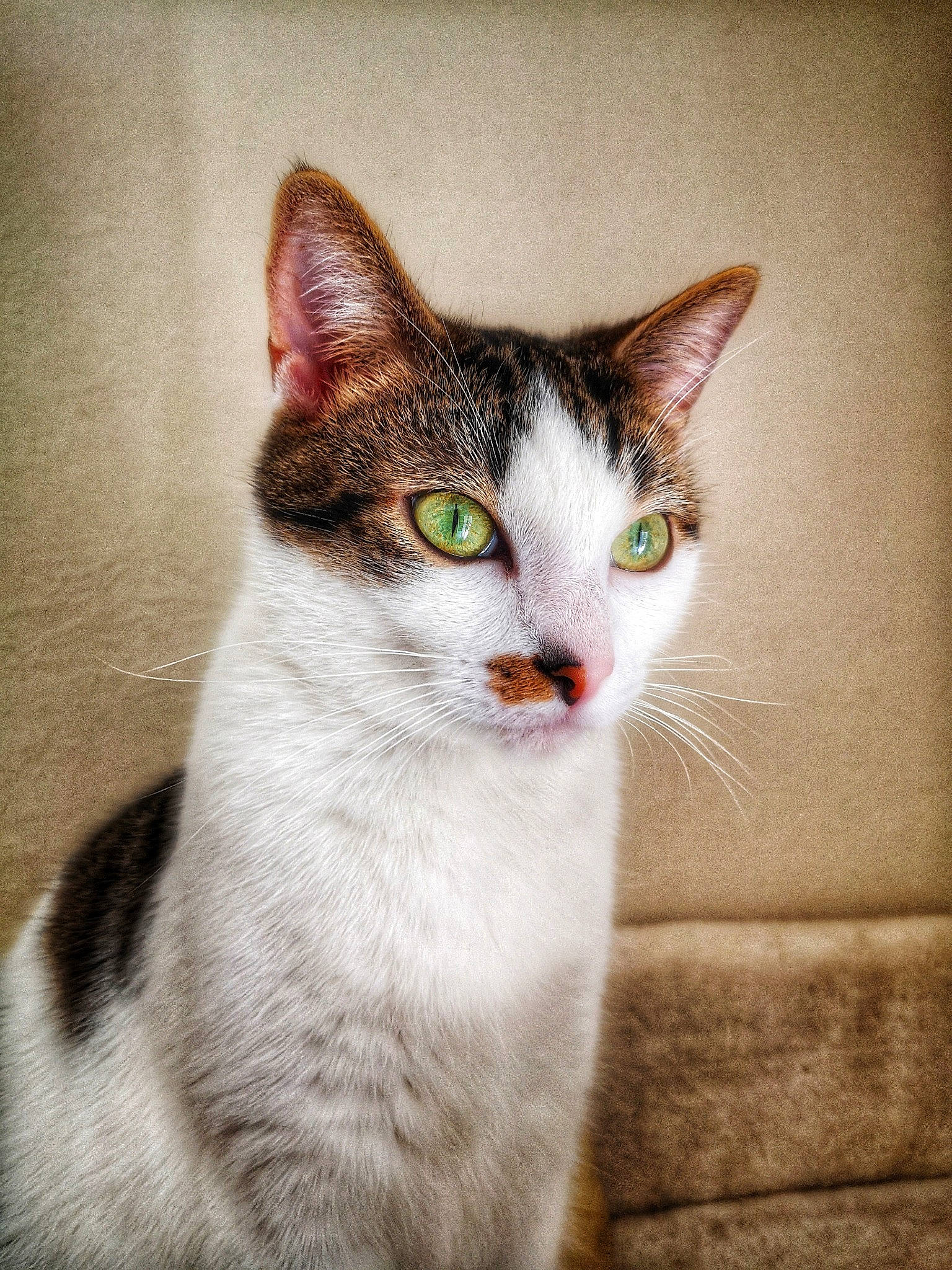 Trinity participe au concours pour gagner de l'argent avec cette photo : aegean_cat, american_wirehair, asian, carnivore, cat, domestic_short_haired_cat, ear, european_shorthair, eye, felidae, fur, kitten, mammal, nose, small_to_medium_sized_cats, snout, tabby_cat, whiskers