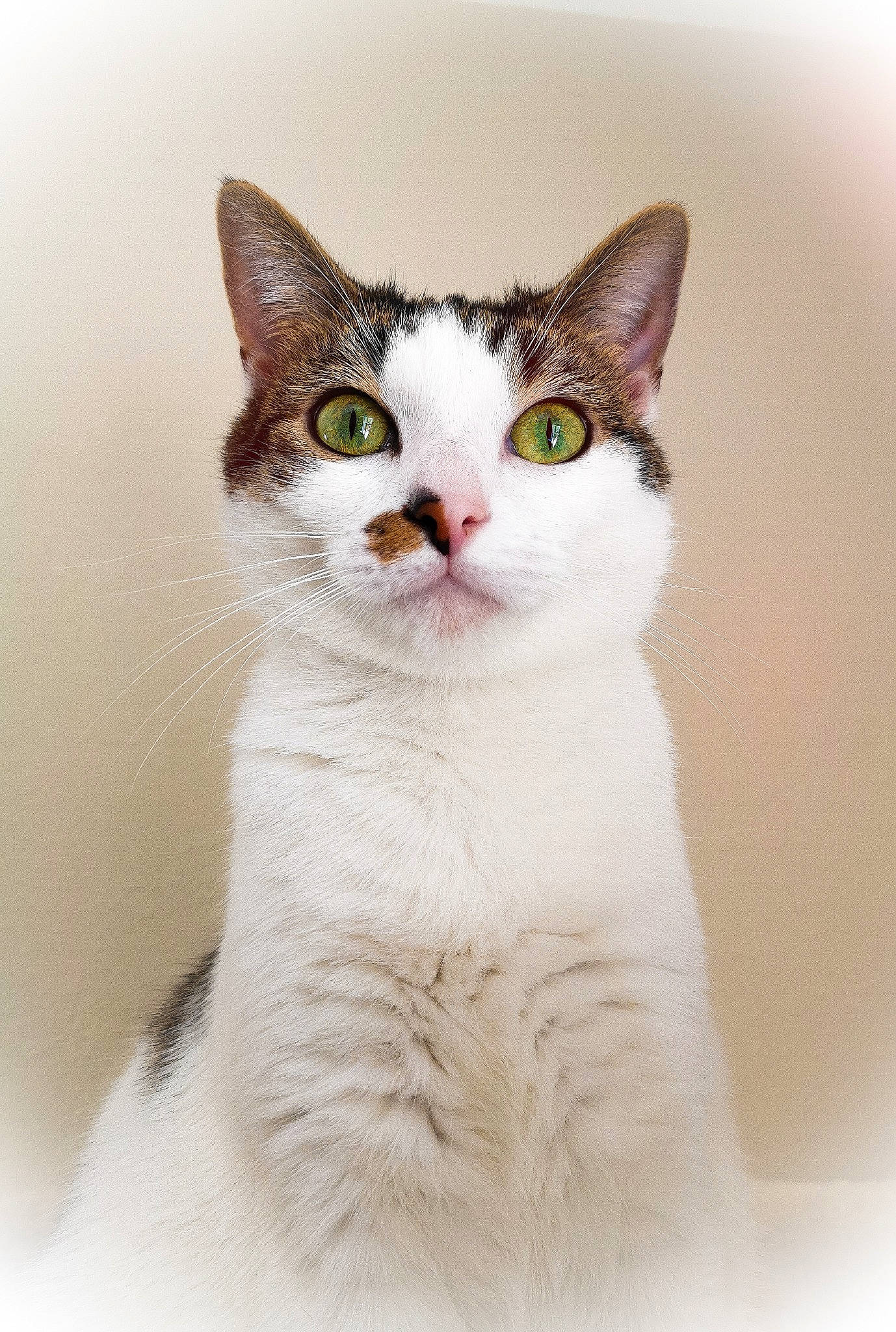 Trinity a rejoint le concours — aidez-le/la à gagner de superbes lots ! aegean_cat, american_wirehair, asian, carnivore, cat, domestic_short_haired_cat, european_shorthair, eye, felidae, fur, japanese_bobtail, mammal, nose, small_to_medium_sized_cats, snout, tabby_cat, turkish_van, vertebrate, whiskers, white