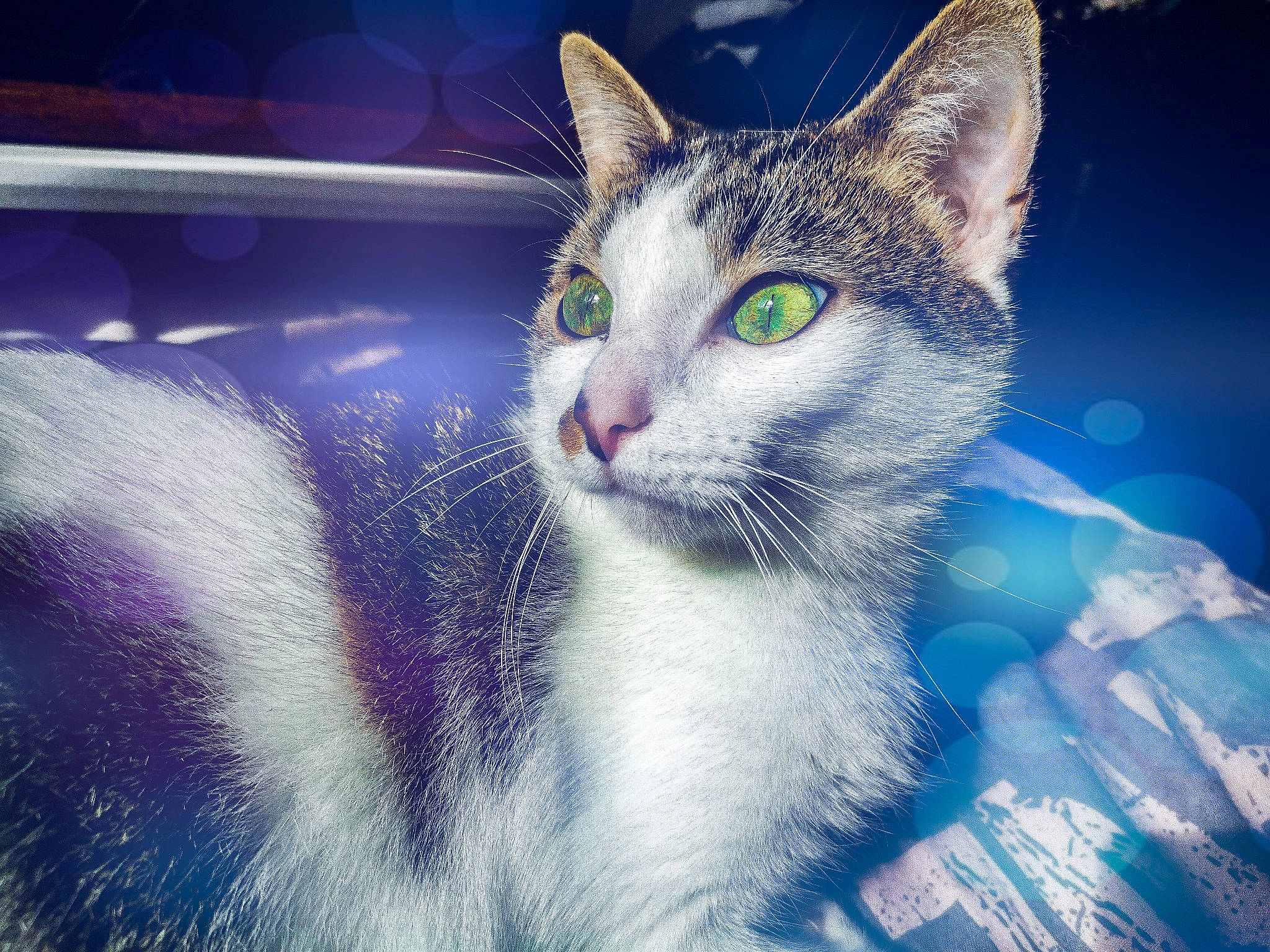 Trinity a rejoint le concours — aidez-le/la à gagner de superbes lots ! aegean_cat, american_wirehair, blue, carnivore, cat, cloud, domestic_short_haired_cat, european_shorthair, eye, felidae, fur, kitten, night, nose, ojos_azules, sky, small_to_medium_sized_cats, snout, tabby_cat, whiskers