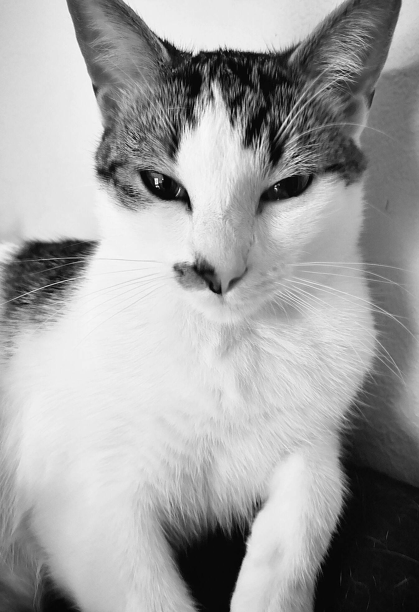 Trinity participe au concours pour gagner de l'argent avec cette photo : aegean_cat, american_wirehair, asian, black_and_white, carnivore, cat, domestic_short_haired_cat, ear, eye, felidae, fur, kitten, mammal, monochrome, monochrome_photography, photography, small_to_medium_sized_cats, snout, whiskers, white