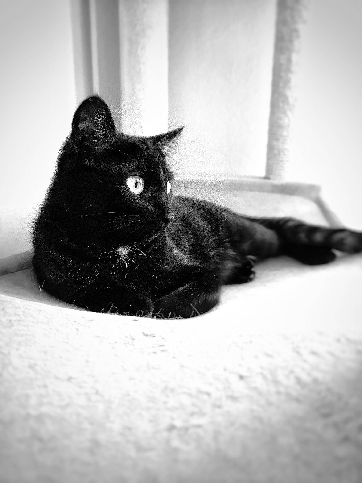 Noctis participe au concours pour gagner de l'argent avec cette photo : asian, black, black_and_white, black_cat, carnivore, cat, domestic_short_haired_cat, ear, eye, felidae, fur, monochrome, monochrome_photography, organ, photography, small_to_medium_sized_cats, snapshot, snout, whiskers, white