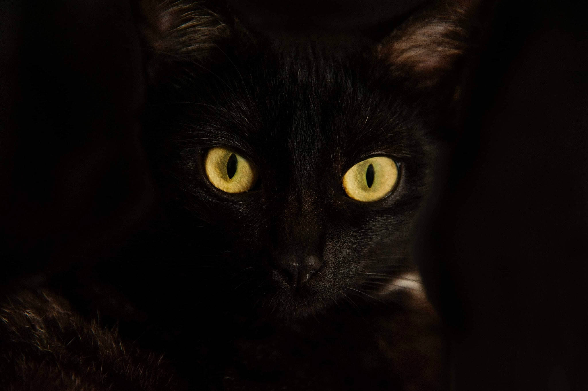 Noctis participe au concours pour gagner de l'argent avec cette photo : black, black_cat, bombay, carnivore, cat, close_up, darkness, domestic_short_haired_cat, ear, eye, felidae, fur, iris, norwegian_forest_cat, organ, sky, small_to_medium_sized_cats, snout, whiskers, yellow