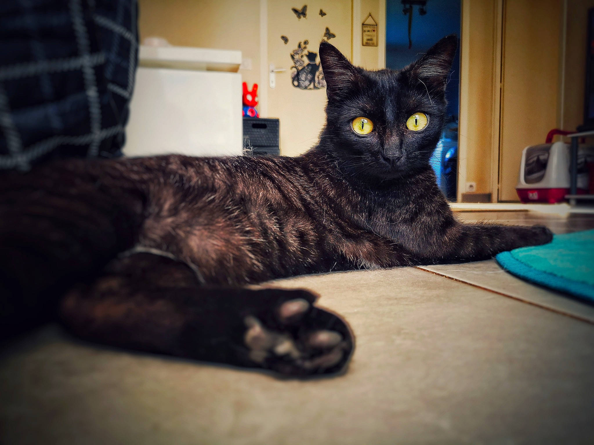 Noctis a rejoint le concours — aidez-le/la à gagner de superbes lots ! american_shorthair, asian, black_cat, carnivore, cat, domestic_short_haired_cat, dragon_li, european_shorthair, eye, felidae, fur, german_rex, kitten, mammal, paw, polydactyl_cat, small_to_medium_sized_cats, tabby_cat, tail, whiskers