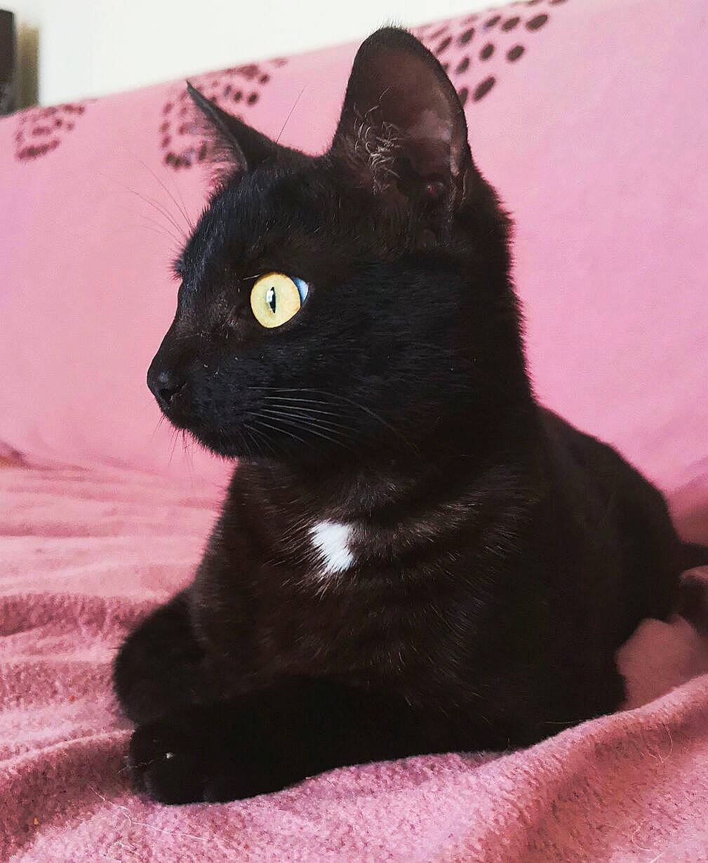 Noctis participe au concours pour gagner de l'argent avec cette photo : asian, black, black_cat, bombay, burmese, carnivore, cat, domestic_short_haired_cat, eye, felidae, fur, german_rex, havana_brown, mammal, small_to_medium_sized_cats, snout, tail, vertebrate, whiskers