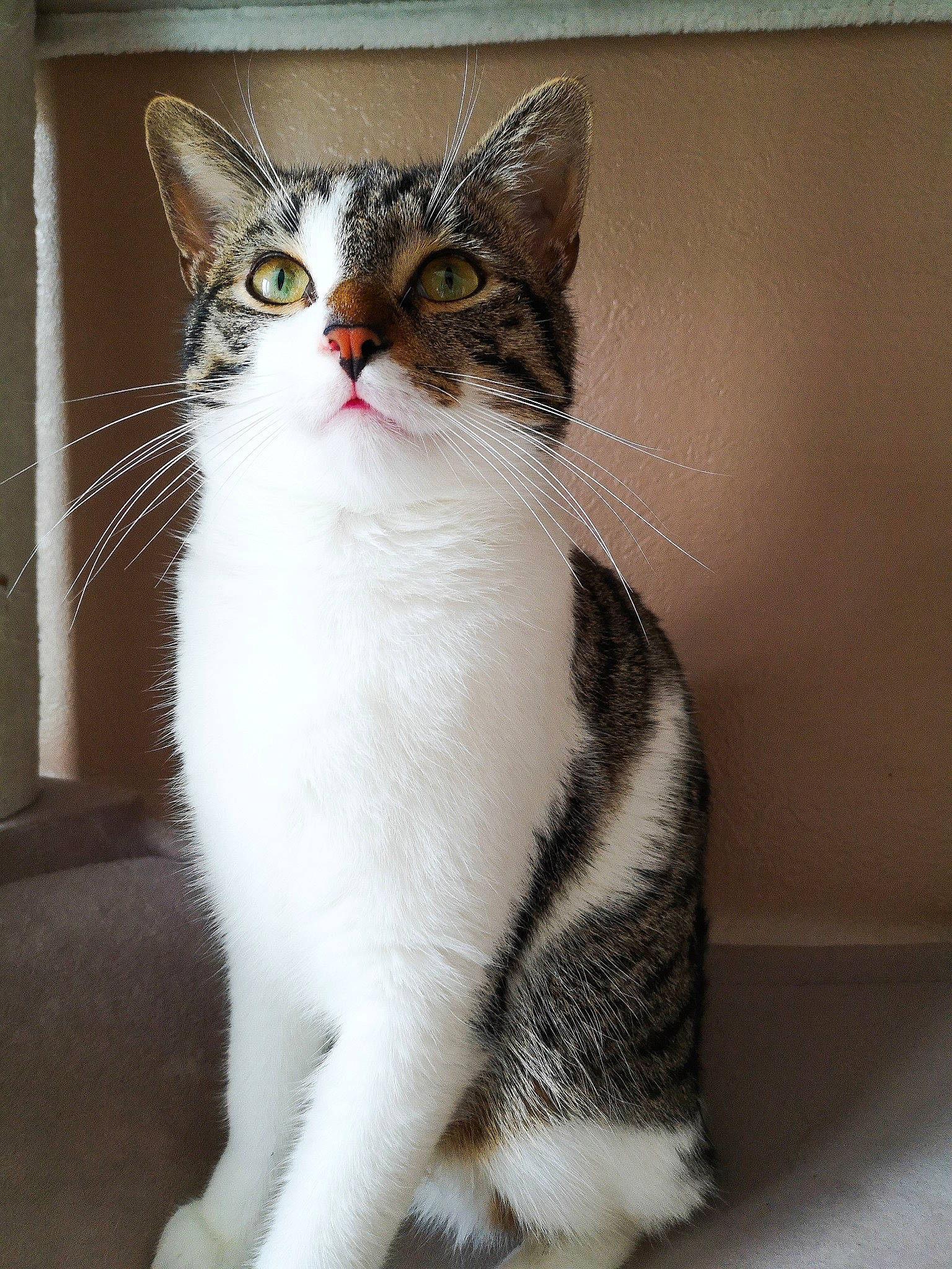 Boudin participe au concours pour gagner de l'argent avec cette photo : aegean_cat, american_shorthair, american_wirehair, asian, carnivore, cat, domestic_short_haired_cat, european_shorthair, felidae, fur, japanese_bobtail, kitten, mammal, polydactyl_cat, small_to_medium_sized_cats, snout, tabby_cat, tail, vertebrate, whiskers