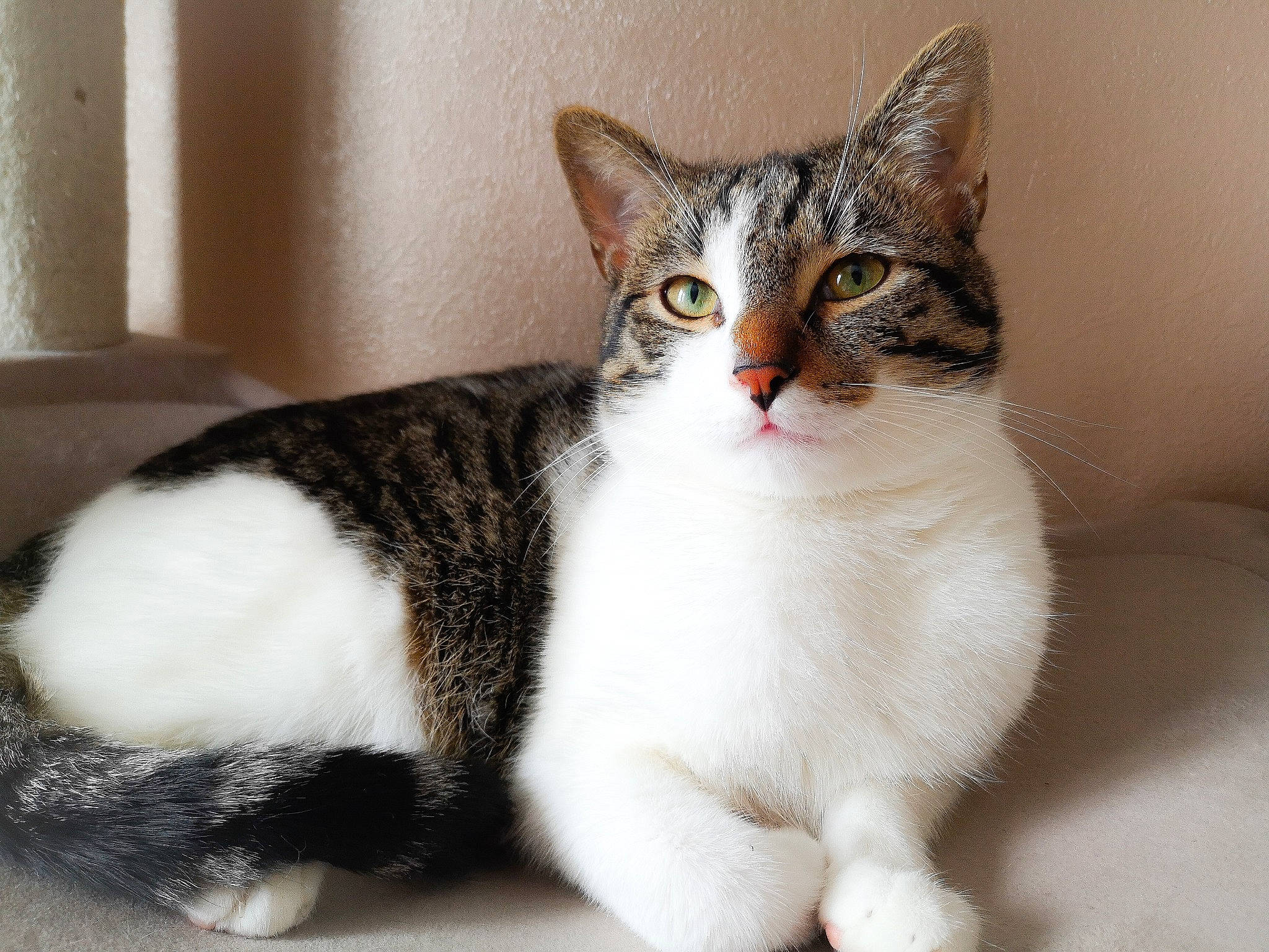 Boudin participe au concours pour gagner de l'argent avec cette photo : aegean_cat, american_wirehair, asian, carnivore, cat, domestic_short_haired_cat, european_shorthair, eye, felidae, fur, japanese_bobtail, kitten, mammal, paw, polydactyl_cat, small_to_medium_sized_cats, snout, tabby_cat, vertebrate, whiskers