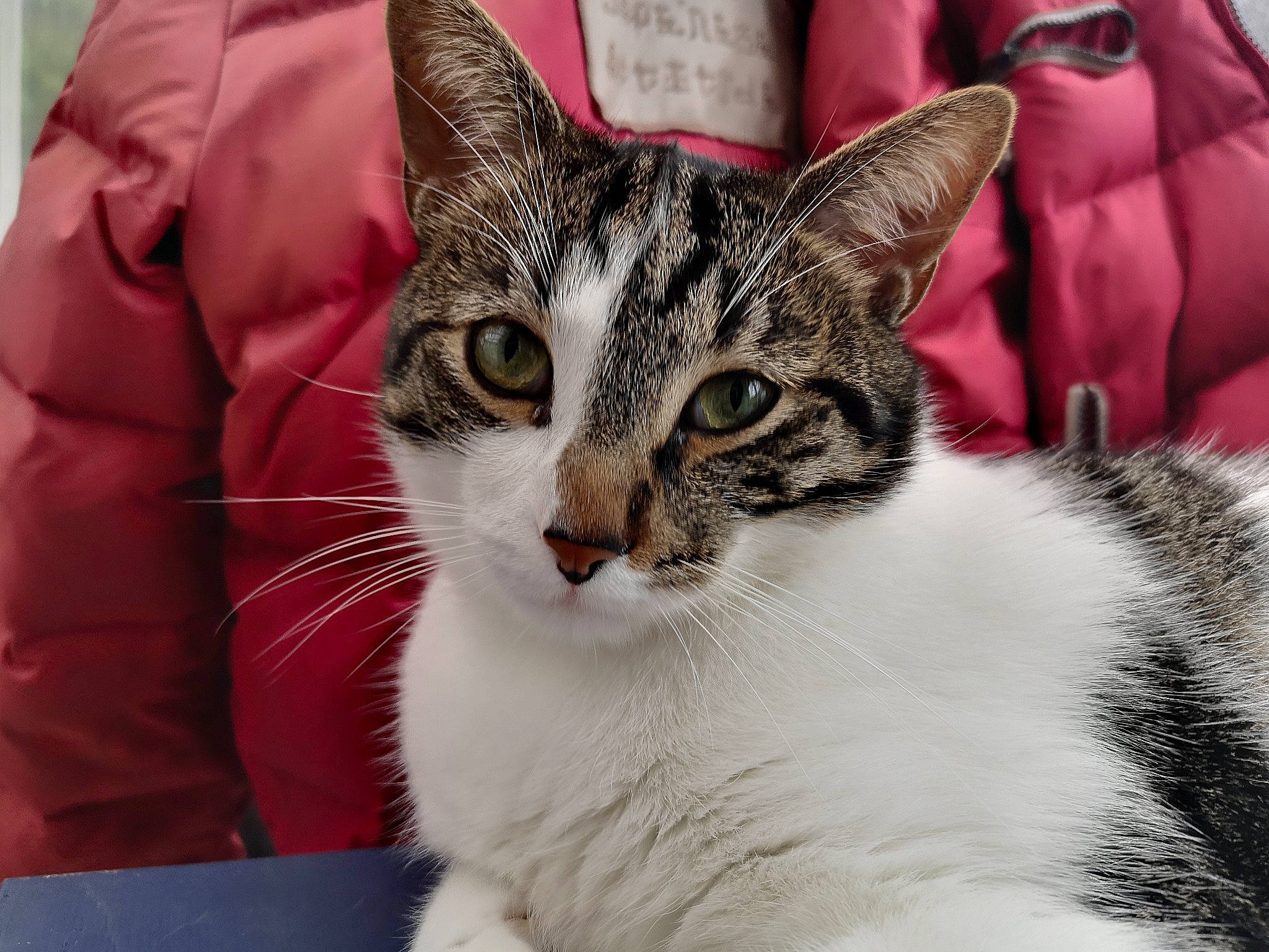 Boudin a rejoint le concours — aidez-le/la à gagner de superbes lots ! aegean_cat, american_shorthair, american_wirehair, asian, australian_mist, carnivore, cat, domestic_short_haired_cat, dragon_li, european_shorthair, eye, felidae, fur, kitten, mammal, paw, small_to_medium_sized_cats, snout, tabby_cat, whiskers