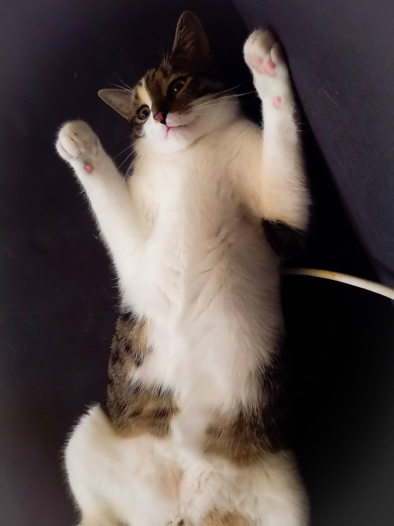 Boudin a rejoint le concours — aidez-le/la à gagner de superbes lots ! aegean_cat, american_wirehair, carnivore, cat, domestic_short_haired_cat, european_shorthair, eye, felidae, fur, japanese_bobtail, kitten, mammal, norwegian_forest_cat, paw, photography, polydactyl_cat, small_to_medium_sized_cats, tail, whiskers