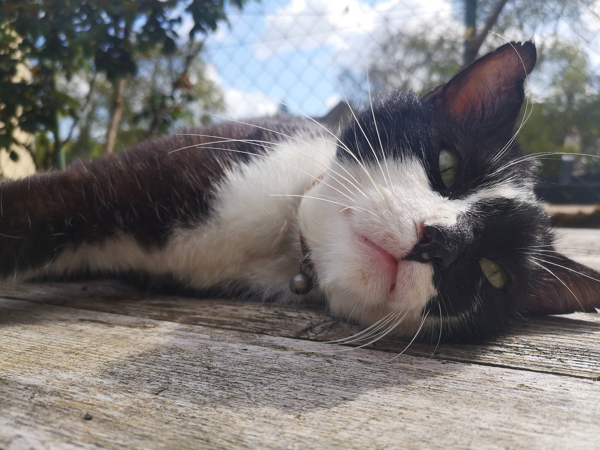 Néo participe au concours pour gagner de l'argent avec cette photo : carnivore, cat, close_up, eye, facial_expression, felidae, fur, grass, kitten, mountain, nap, nose, organism, photography, sky, small_to_medium_sized_cats, snout, sunlight, tree, whiskers