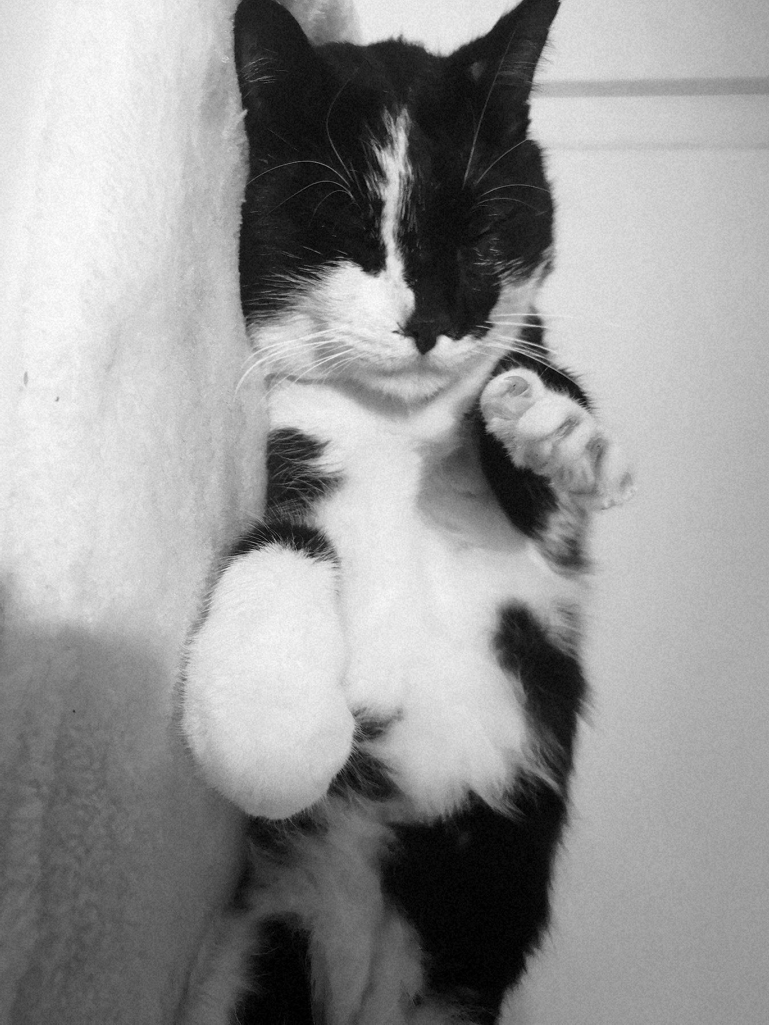 Néo participe au concours pour gagner de l'argent avec cette photo : american_wirehair, black_and_white, carnivore, cat, claw, domestic_short_haired_cat, ear, felidae, fur, kitten, paw, polydactyl_cat, small_to_medium_sized_cats, snout, style, tail, whiskers, white