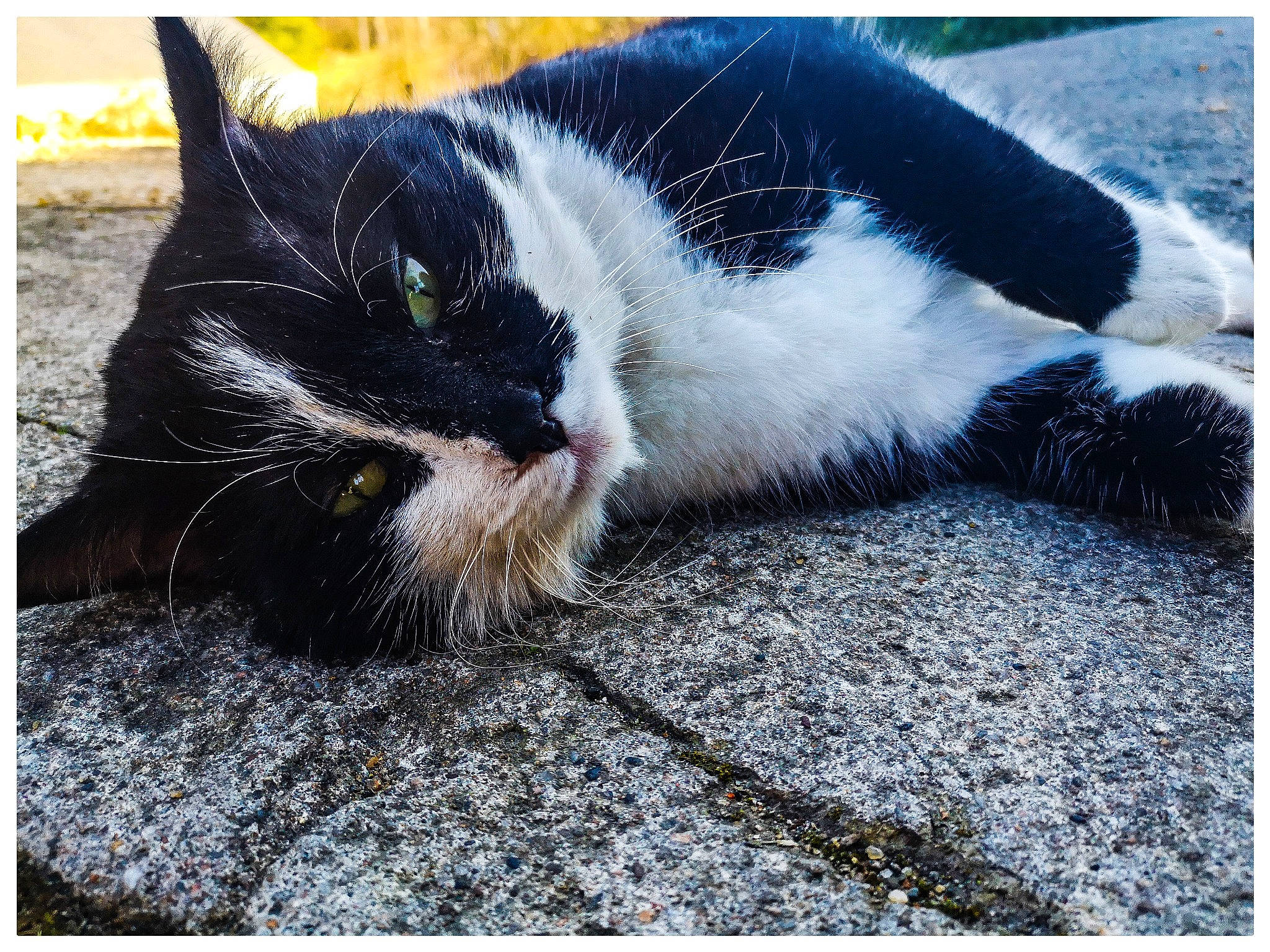 Néo participe au concours pour gagner de l'argent avec cette photo : black_and_white, carnivore, cat, claw, felidae, fur, kitten, nap, nose, organism, paw, photo_caption, photography, polydactyl_cat, sky, sleep, small_to_medium_sized_cats, snapshot, snout, whiskers