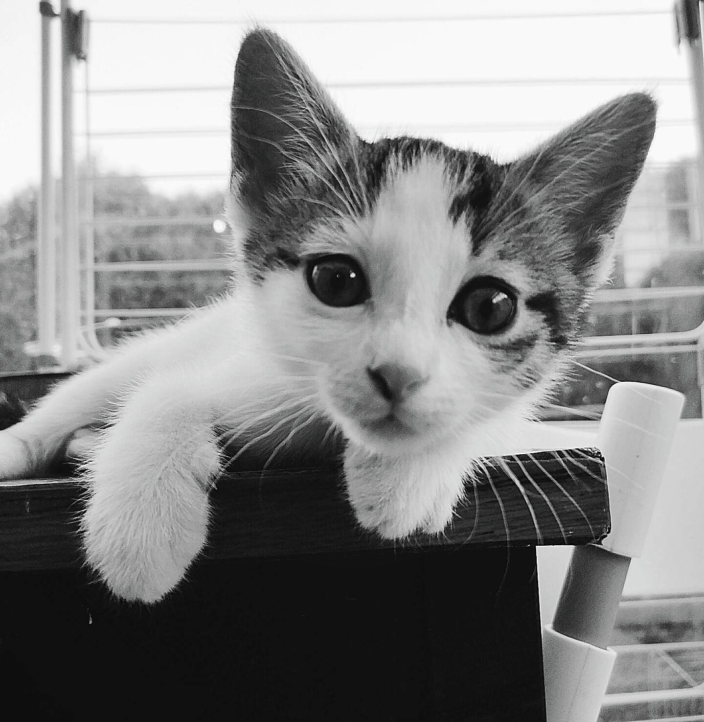 Plume a rejoint le concours — aidez-le/la à gagner de superbes lots ! asian, black, black_and_white, carnivore, cat, domestic_short_haired_cat, ear, eye, felidae, fur, kitten, mammal, monochrome, monochrome_photography, small_to_medium_sized_cats, snapshot, snout, whiskers, white, window