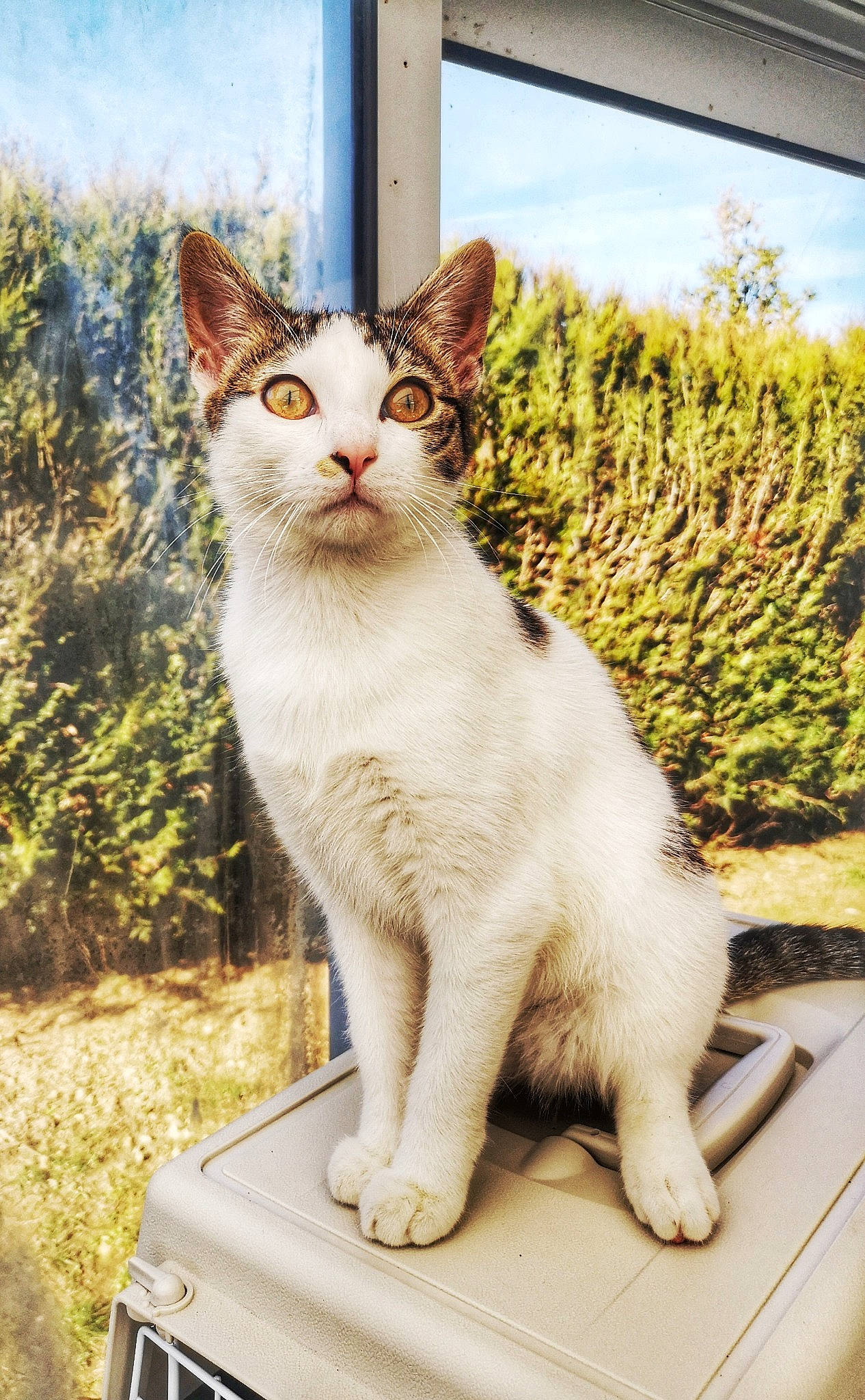 Plume a rejoint le concours — aidez-le/la à gagner de superbes lots ! aegean_cat, american_wirehair, asian, carnivore, cat, domestic_short_haired_cat, european_shorthair, felidae, japanese_bobtail, kitten, mammal, polydactyl_cat, small_to_medium_sized_cats, tabby_cat, turkish_van, whiskers, window