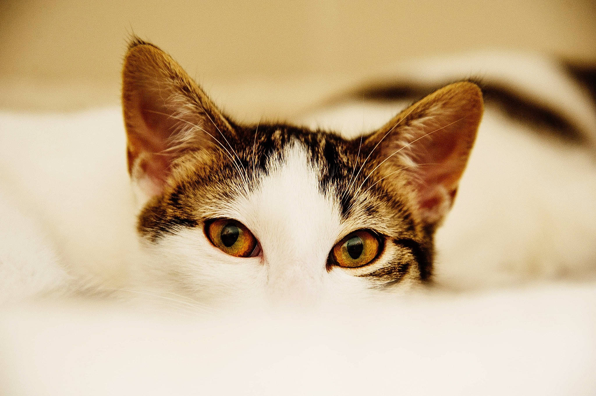 Plume participe au concours pour gagner de l'argent avec cette photo : aegean_cat, american_wirehair, carnivore, cat, close_up, domestic_short_haired_cat, ear, european_shorthair, eye, felidae, fur, kitten, nose, organ, skin, small_to_medium_sized_cats, snapshot, snout, tabby_cat, whiskers