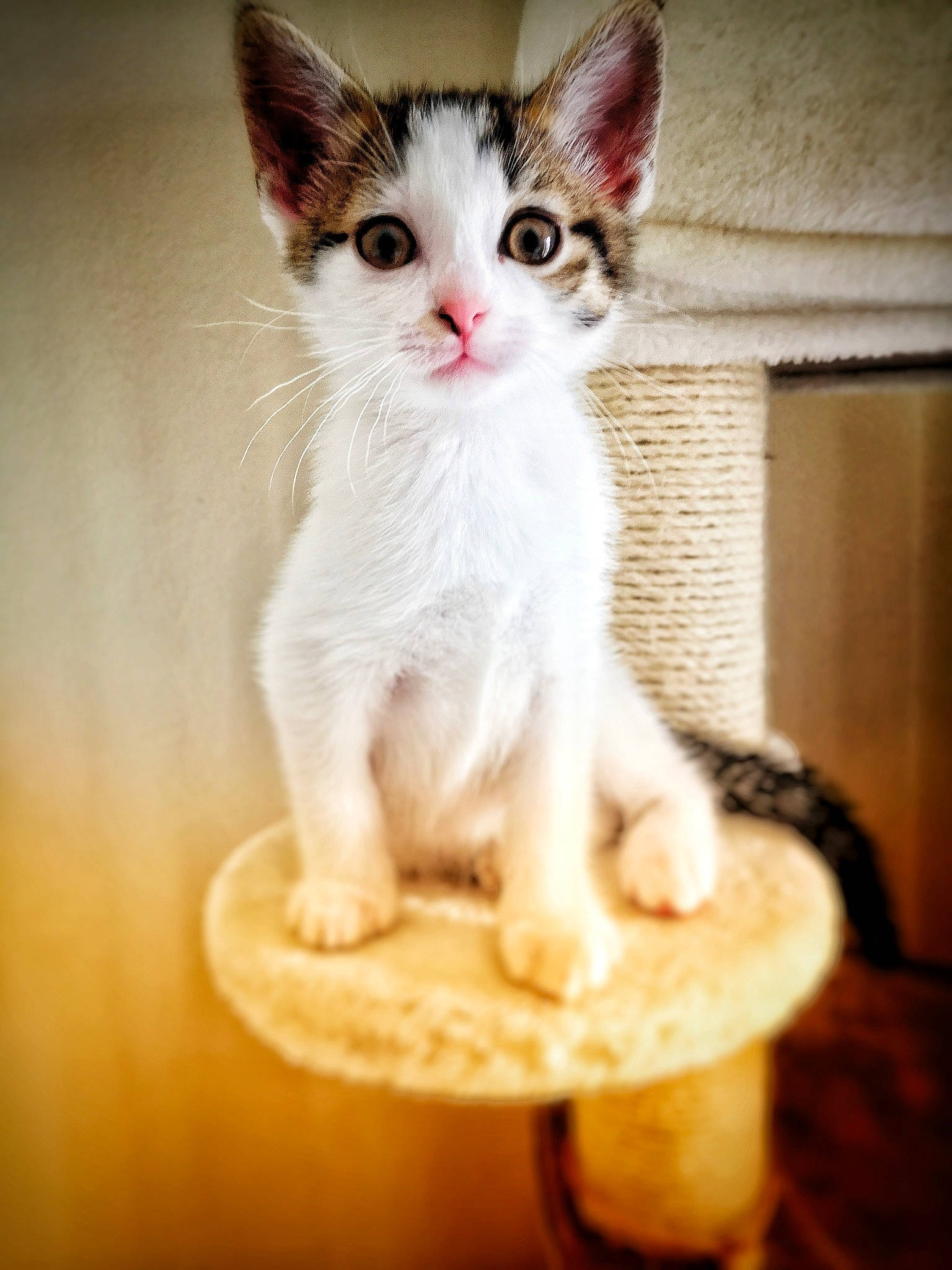 Plume participe au concours pour gagner de l'argent avec cette photo : aegean_cat, arabian_mau, asian, carnivore, cat, cornish_rex, devon_rex, felidae, kitten, mammal, oriental_shorthair, polydactyl_cat, small_to_medium_sized_cats, tail, turkish_van, vertebrate, whiskers