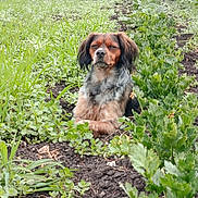 Tania participe au concours pour gagner de l'argent avec cette photo : dog, outdoor, garden, plants, greenery, soil, pet, animal, fur, nature, relaxed, sitting, leafy, vegetation, canine, medium_sized_dog, brown_fur, black_fur, alert, daylight