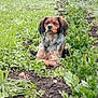 dog, outdoor, garden, plants, greenery, soil, pet, animal, fur, nature, relaxed, sitting, leafy, vegetation, canine, medium_sized_dog, brown_fur, black_fur, alert, daylight