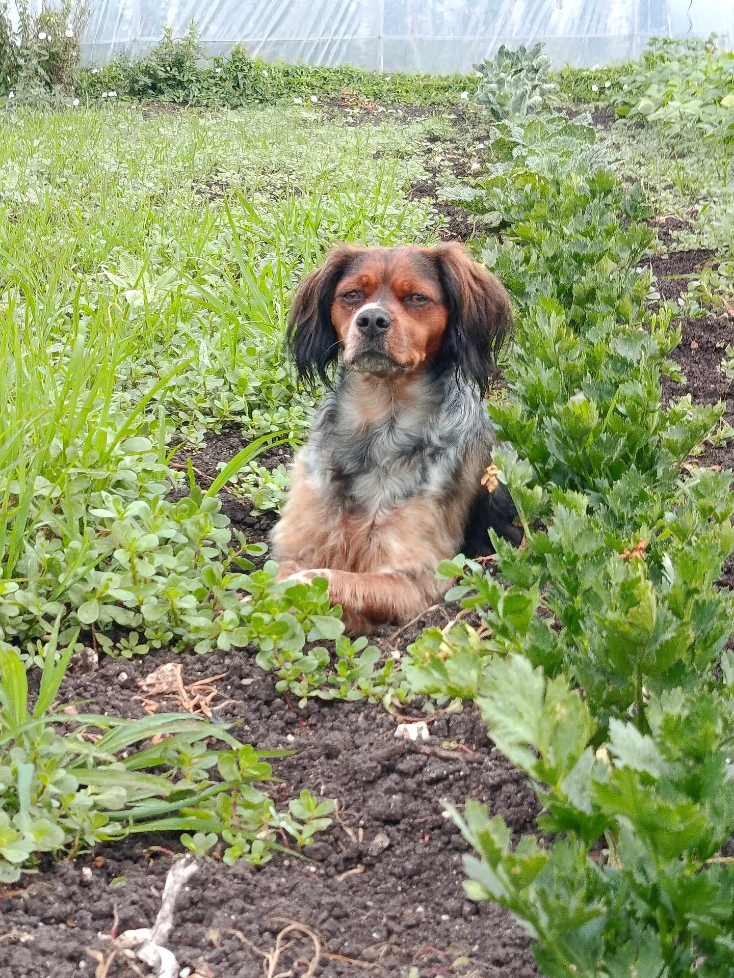 Tania participe au concours pour gagner de l'argent avec cette photo : dog, outdoor, garden, plants, greenery, soil, pet, animal, fur, nature, relaxed, sitting, leafy, vegetation, canine, medium_sized_dog, brown_fur, black_fur, alert, daylight