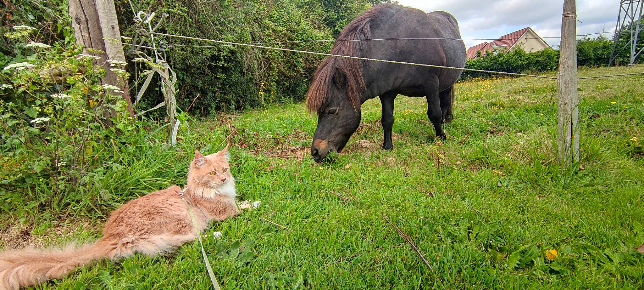Ruben participe au concours pour gagner de l'argent avec cette photo : carnivore, cat, fawn, felidae, grass, grassland, grazing, groundcover, meadow, natural_landscape, natural_material, plant, small_to_medium_sized_cats, snout, tail, terrestrial_animal, tree, whiskers, wildlife, working_animal
