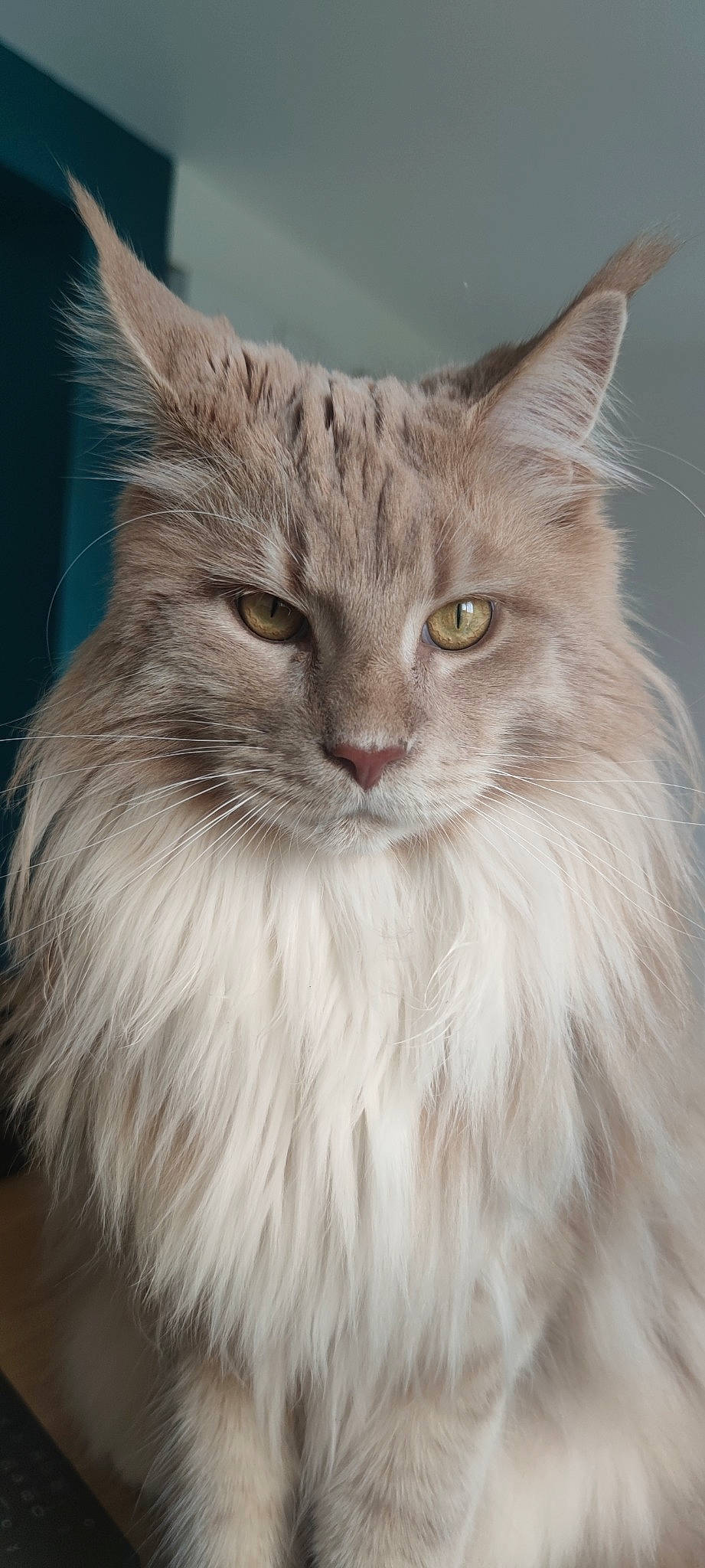 Ruben a rejoint le concours — aidez-le/la à gagner de superbes lots ! british_longhair, carnivore, cat, close_up, event, eye, fawn, felidae, fur, hair, head, laperm, small_to_medium_sized_cats, snout, terrestrial_animal, whiskers, wildlife, window