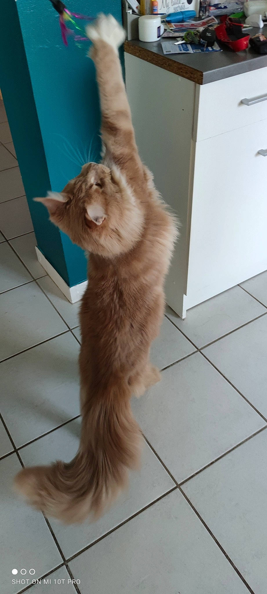 Ruben participe au concours pour gagner de l'argent avec cette photo : carnivore, cat, claw, companion_dog, dog_breed, domestic_short_haired_cat, fawn, felidae, floor, flooring, fur, hardwood, mammal, paw, small_to_medium_sized_cats, snout, tail, tile_flooring, whiskers, wood