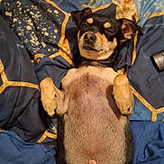 Rylee is registered to the contest to win money with this photo: dog, pet, lying_down, bed, blanket, hand, relaxed, cute, animal, fur, indoor, canine, resting, comfort, paw, snout, ears, domestic_animal, sleepy, cozy