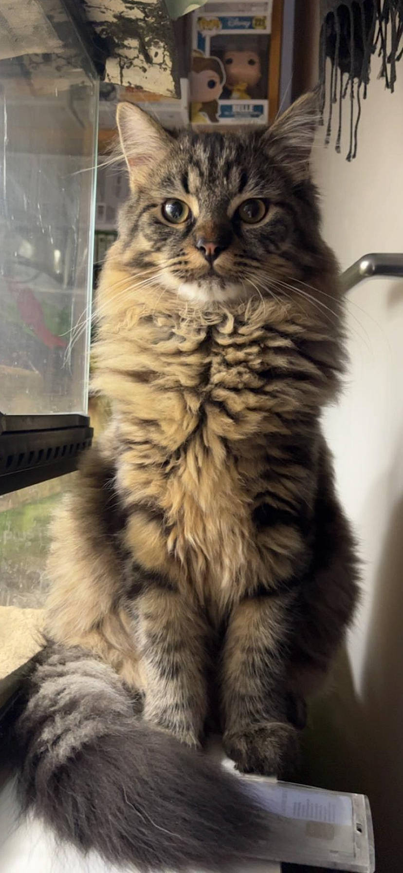 Marius participe au concours pour gagner de l'argent avec cette photo : british_longhair, carnivore, cat, claw, domestic_short_haired_cat, felidae, fur, maine_coon, paw, small_to_medium_sized_cats, snout, tail, terrestrial_animal, whiskers, wildlife