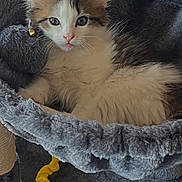 Leo joined the competition — help win amazing prizes! animal, bell, brown, cat, cat_tree, collar, cozy, curious, cute, feline, fur, gray, indoor, kitten, pet, plush, resting, toy, white, young