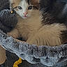 animal, bell, brown, cat, cat_tree, collar, cozy, curious, cute, feline, fur, gray, indoor, kitten, pet, plush, resting, toy, white, young