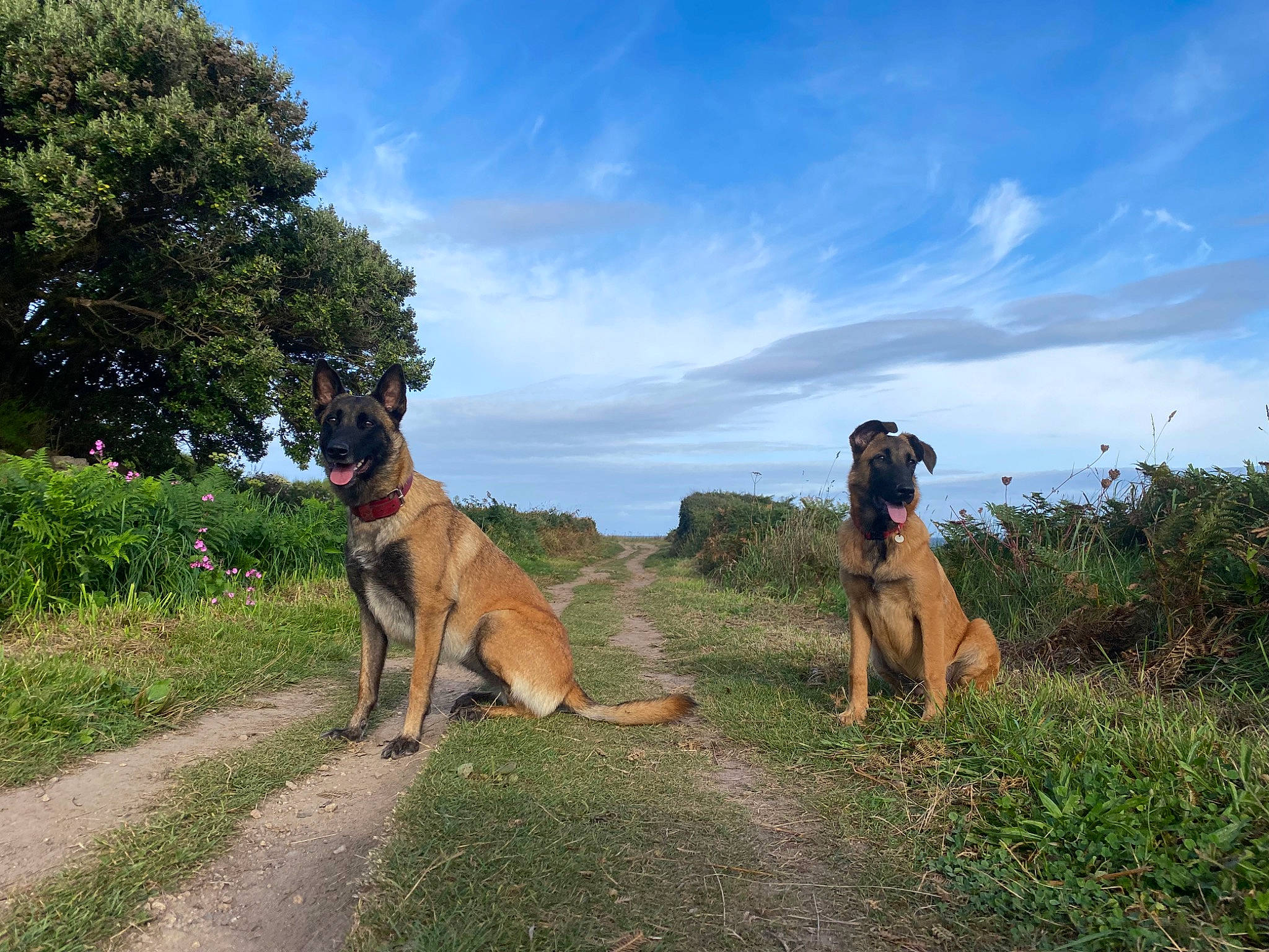 Isis a rejoint le concours — aidez-le/la à gagner de superbes lots ! canidae, carnivore, cloud, companion_dog, dog, dog_breed, fawn, grass, grassland, guard_dog, landscape, plant, sky, sporting_group, tail, terrestrial_animal, tree, wildlife, working_animal, working_dog