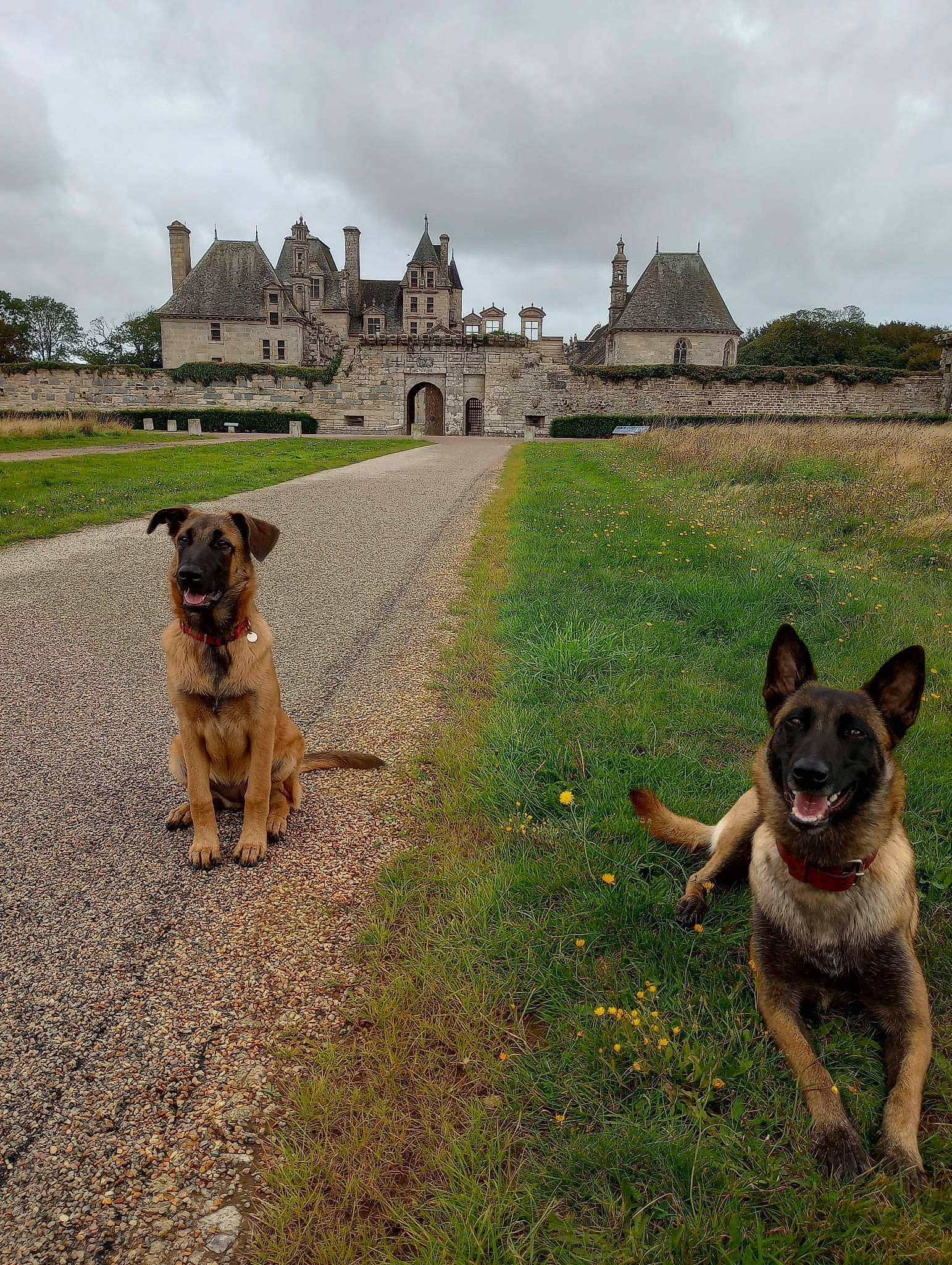 Isis participe au concours pour gagner de l'argent avec cette photo : adventure, building, canidae, carnivore, cloud, companion_dog, dog, dog_breed, fawn, grass, grassland, herding_dog, landscape, leash, plant, sky, snout, sporting_group, wilderness, working_animal