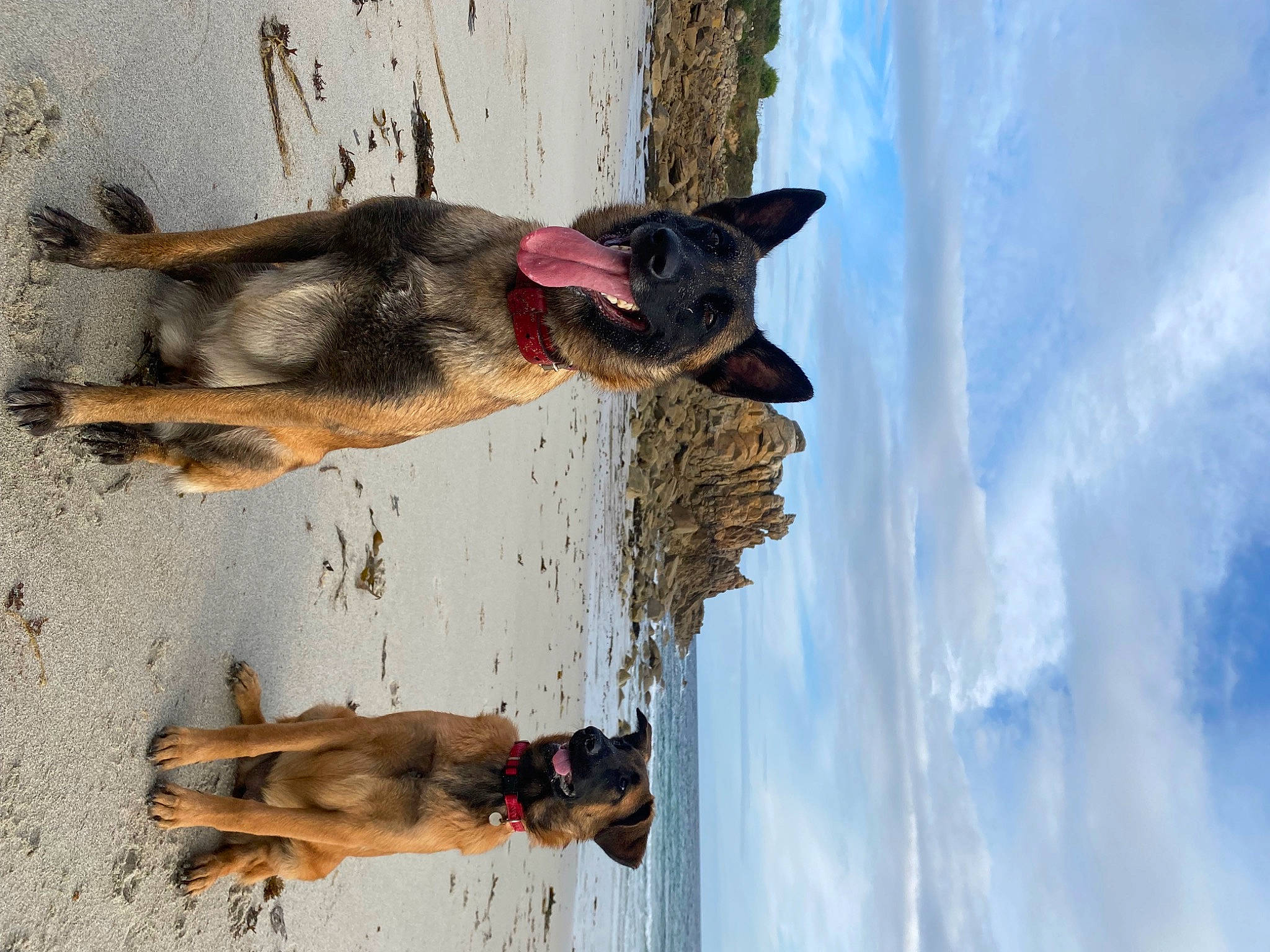 Isis participe au concours pour gagner de l'argent avec cette photo : carnivore, cloud, dog, dog_breed, east_european_shepherd, fawn, fur, german_shepherd_dog, herding_dog, king_shepherd, old_german_shepherd_dog, plant, sky, sporting_group, tail, tree, trunk, water, window, wood