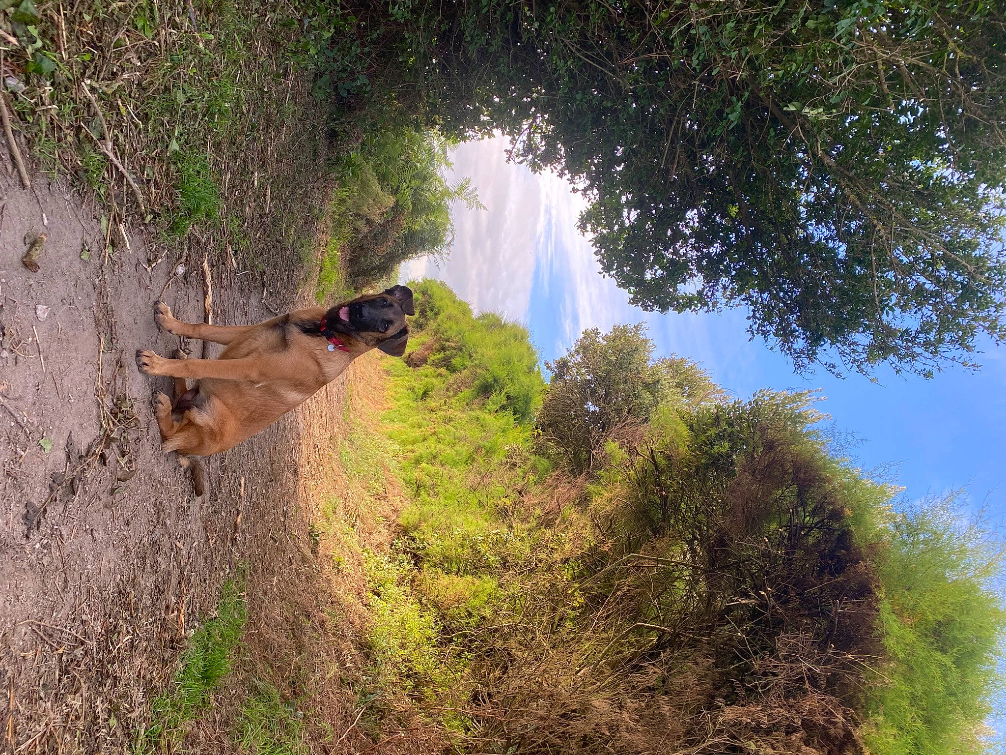 Isis a rejoint le concours — aidez-le/la à gagner de superbes lots ! biome, branch, carnivore, dog, fawn, forest, formation, geological_phenomenon, grass, landscape, natural_landscape, plant, rock, slope, soil, terrain, tree, trunk, watercourse, wood