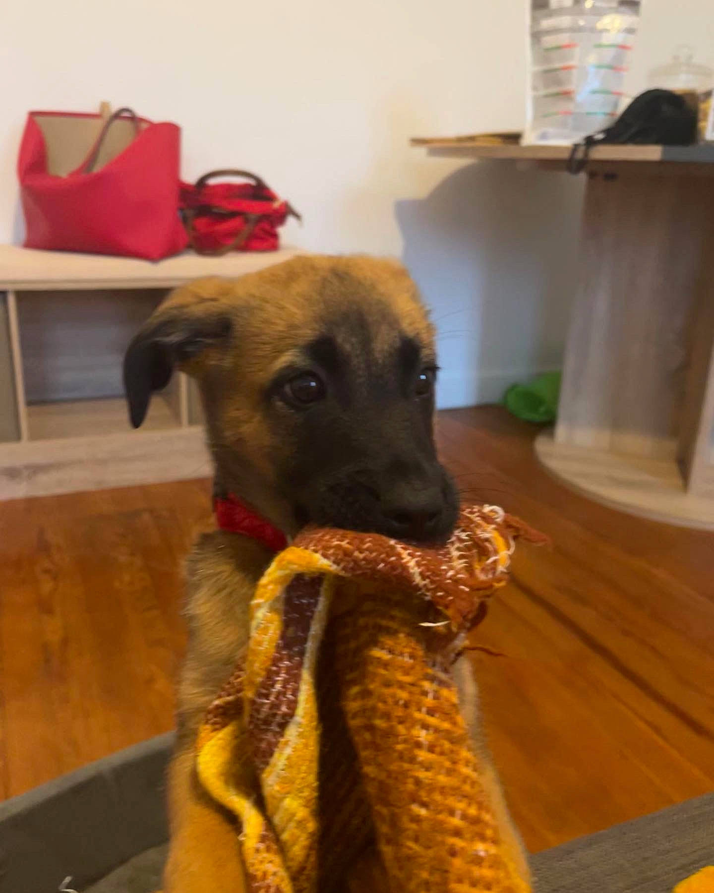 Isis participe au concours pour gagner de l'argent avec cette photo : canidae, carnivore, collar, companion_dog, dog, dog_breed, dog_supply, fawn, floor, flooring, fur, guard_dog, hardwood, pet_supply, room, shelf, snout, sporting_group, wood, working_animal